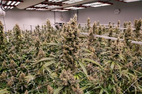 Top Celeb Weed for 2025