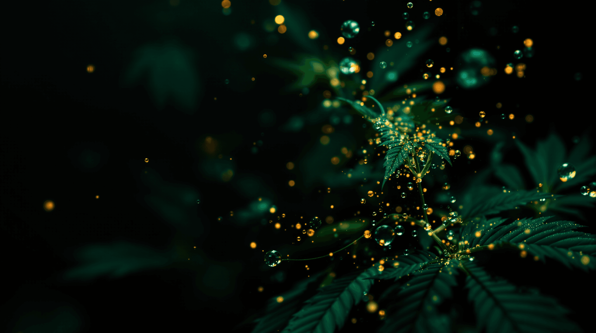 Featured image for The Evolution of Cannabis Seeds: From Landrace to Modern Genetics
