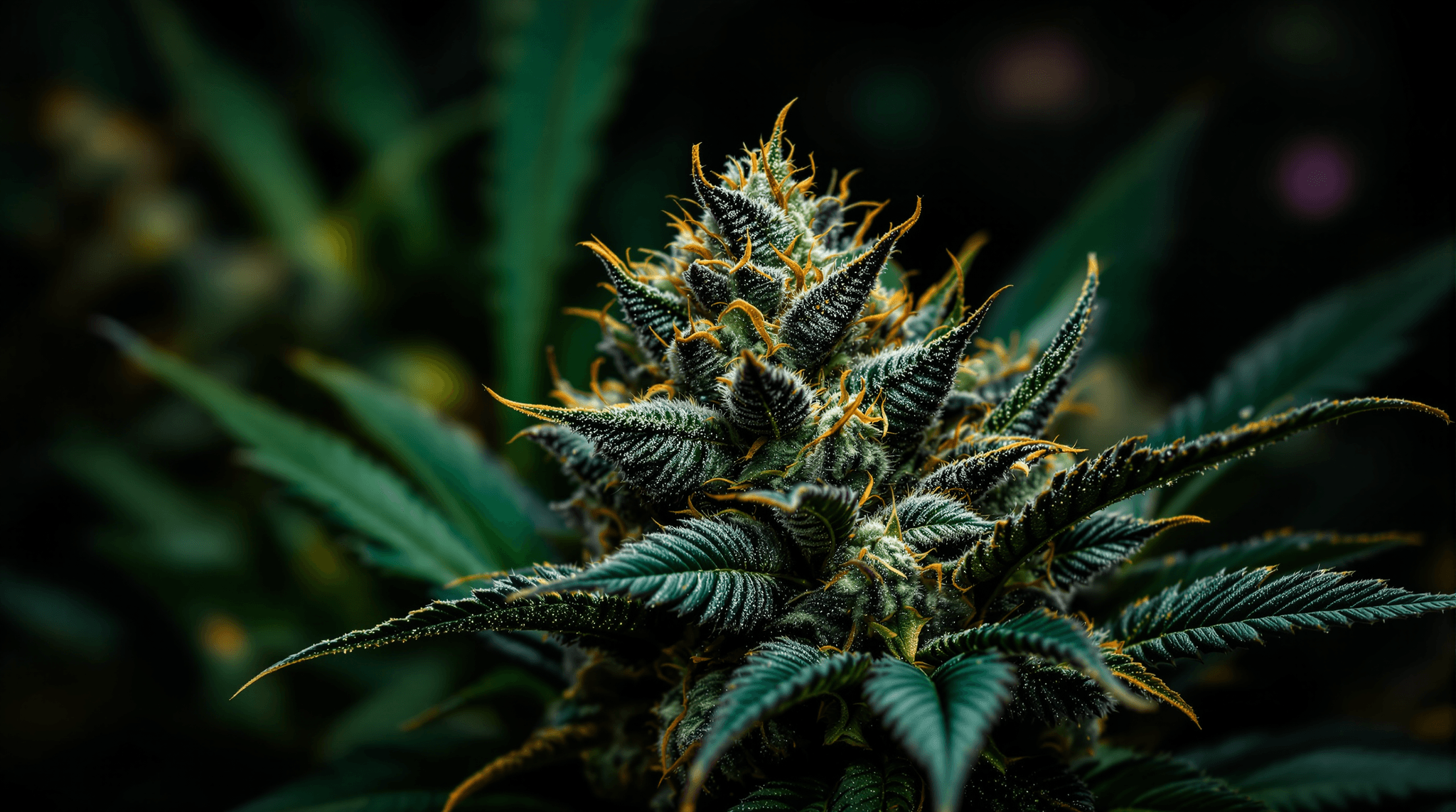 Featured image for Premium Cannabis Genetics: The Science Behind Elite Breeding