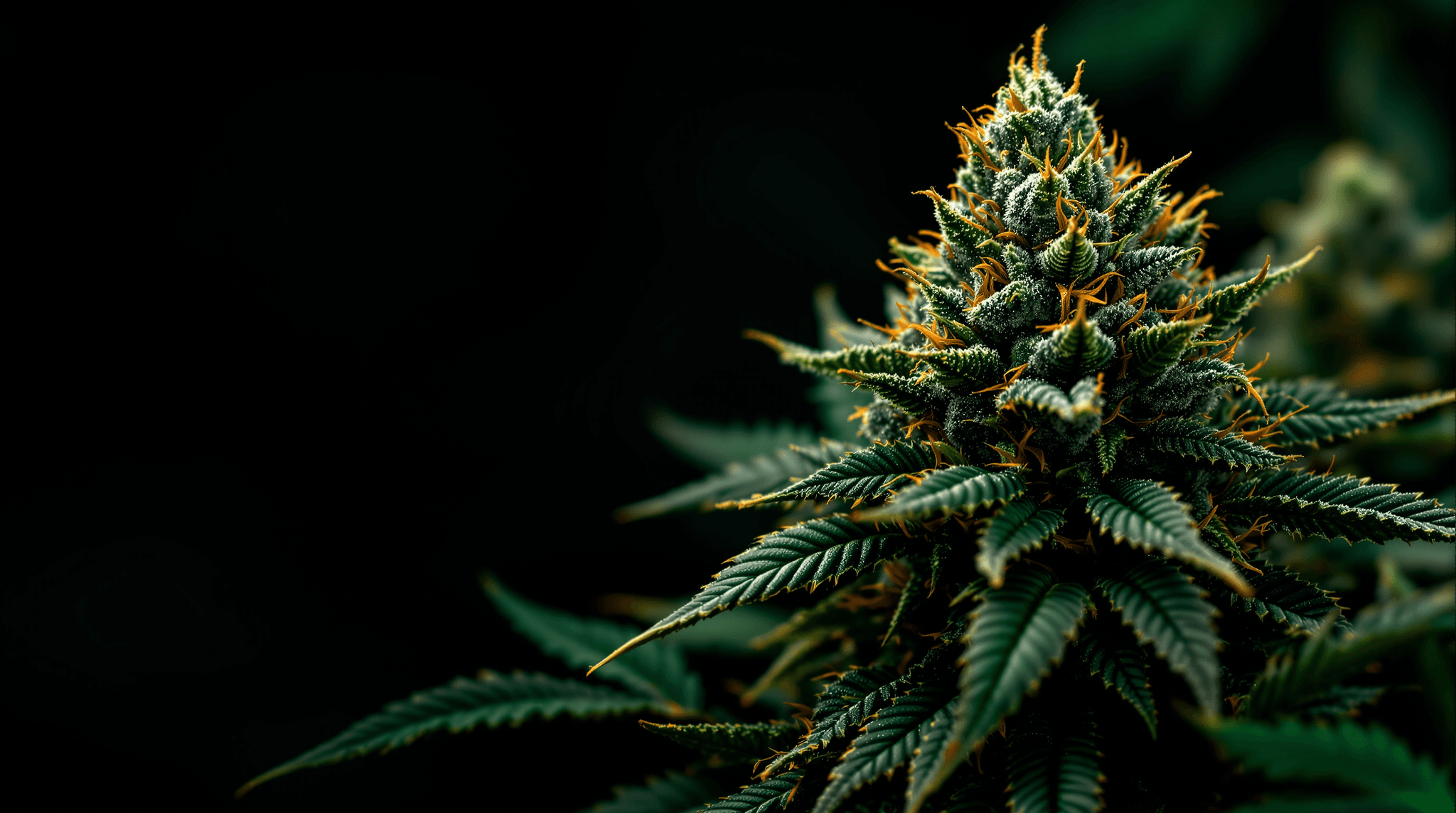 Featured image for OG Kush Lineage: Tracing the Genetics of a Cannabis Legend
