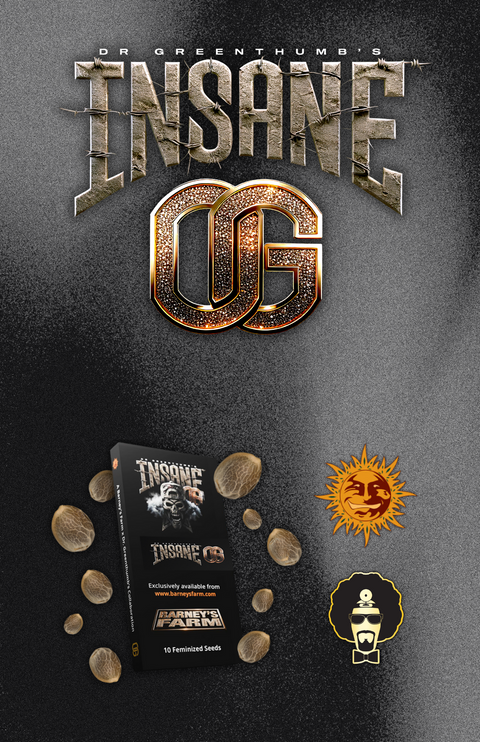 INSANE OG